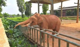 今日动物爆料新闻最新,今日动物爆料新闻揭秘